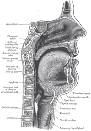 Sagittalmouth