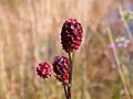 Sanguisorba officinalis flower