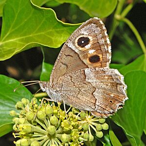 Satyrinae - Hipparchia statilinus.JPG