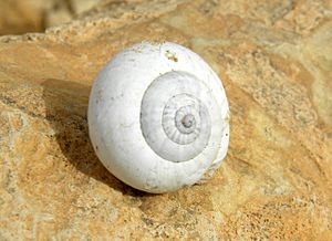 Sphincterochila boissieri Negev