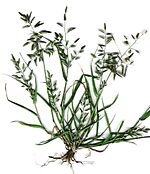 Starr 020124-8001 Eragrostis cilianensis.jpg