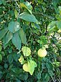 Starr 071024-0114 Citrus x paradisi