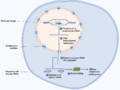 Summary of the protein biosynthesis process