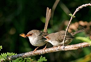 Superb Fairy Wrens - Northern Beaches 2006 018b