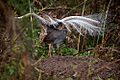 Superb Lyrebird mound dance