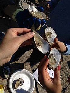 Tamales Bay Oysters