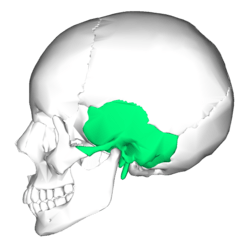 Temporal bone lateral5