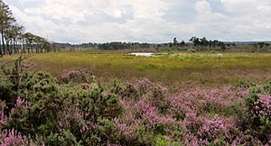 Thursley Common