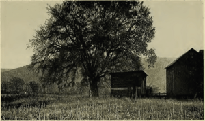 Tiadaghton Elm 1939.png