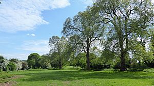 Trees at Foots Cray Meadows