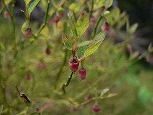 Vaccinium scoparium 16883.JPG