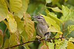 Vireo olivaceus CT