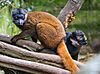 White-collared brown lemur.jpg