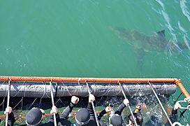 White shark cage diving, Gansbaai