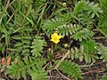 Zilverschoon plant Potentilla anserina