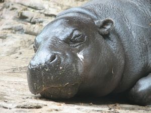 ZooPygmyHippo