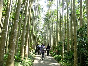 東南植物楽園-ヤシの木路