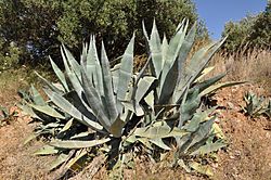 Agave americana R01.jpg