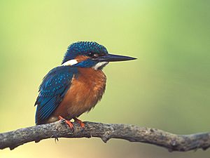 Alcedo atthis 1 (Lukasz Lukasik)