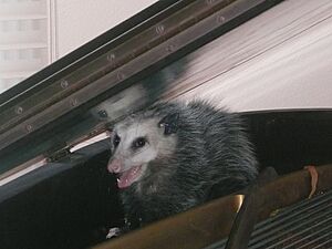 American opossum in baby grand piano