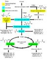 Amino acid biosynthesis overview