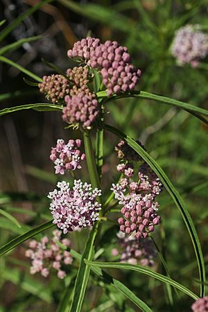 Asclepias fascicularis.jpg