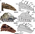 Atlascocopsaurus comparison