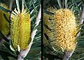 Banksia marginata immature and mature