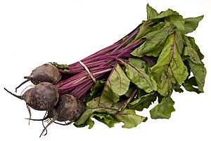 Beets-Bundle