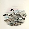 Branta sandvicensis Frohawk