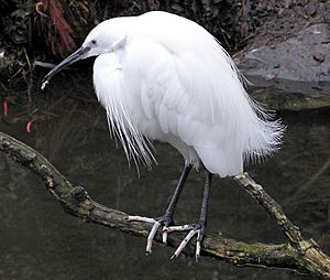 Bristol.zoo.little.egret.arp