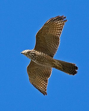 Brown Goshawk (Immature)