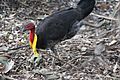 BrushTurkey1 MtCootThaBrisbane 2012 08 19