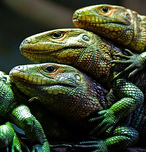 Caiman Lizards