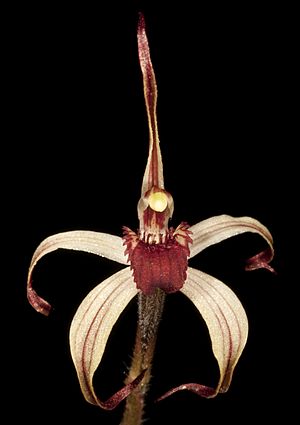 Caladenia drummondii (3) (8694929877).jpg