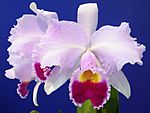 Cattleya trianae tipo Baronessa.jpg