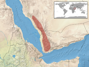 Chamaeleo calyptratus distribution.png