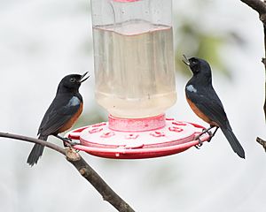 Chestnut-bellied Flowerpiercers at hummingbird feeder