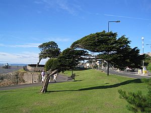 ClevedonTree