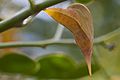 Cloudless sulphur chrysalis. Phoebis sennae.