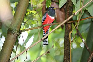 Collared Trogon (Trogon collaris) (4090278016).jpg