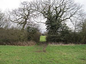 Copthall South Fields hedgrerow