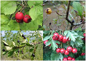 Crataegus, various species, fruit.jpg