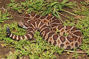 Crotalus oreganus oreganus sACRAMENTO (1 of 1)