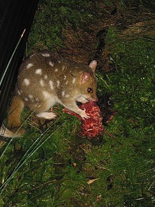 Dasyurus viverrinus 20090502