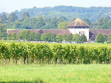 Denbies Vineyard - geograph.org.uk - 971751