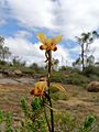 Donkey orchid gnangarra 01