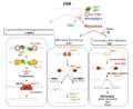 Double-strand break repair pathway models