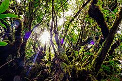 Enchanted Mossy Forest