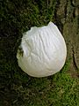 Enteridium lycoperdon, (Bull.) M.L. Farr, 1976 (Reticularia lycoperdon)